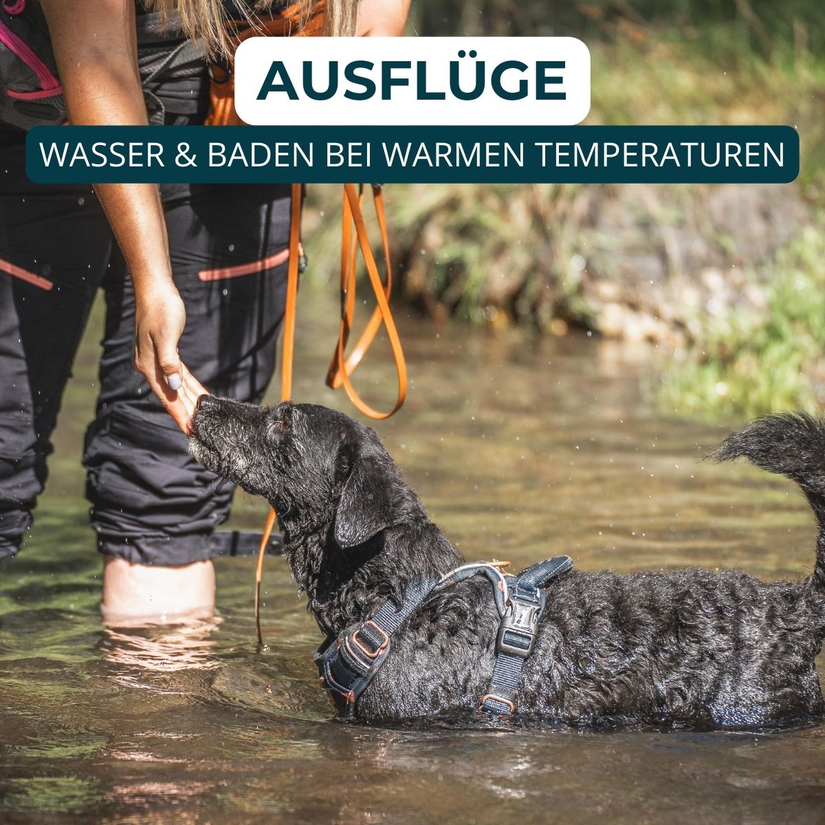 Welpentraining, Junghunde und erwachsene Hunde, Beschäftigungskurse. Mobile und stationäre Hundeschulen Unterrichte.