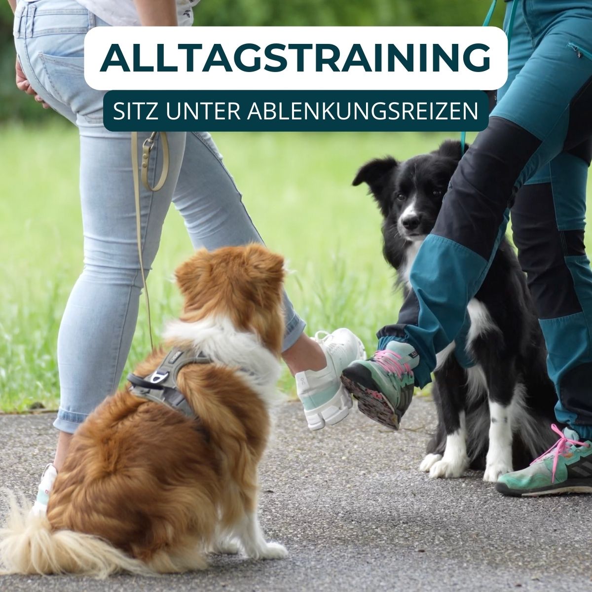 Welpentraining, Junghunde und erwachsene Hunde, Beschäftigungskurse. Mobile und stationäre Hundeschulen Unterrichte.