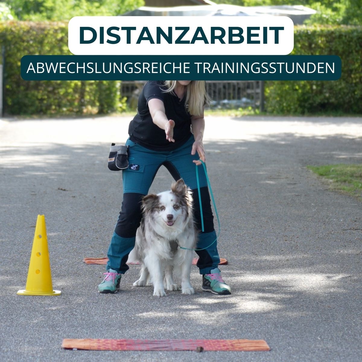 Welpentraining, Junghunde und erwachsene Hunde, Beschäftigungskurse. Mobile und stationäre Hundeschulen Unterrichte.