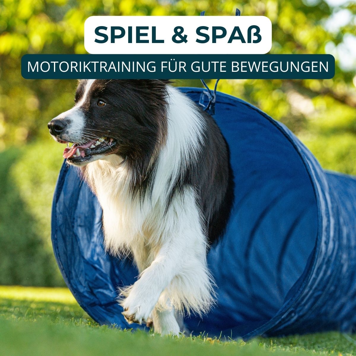 Welpentraining, Junghunde und erwachsene Hunde, Beschäftigungskurse. Mobile und stationäre Hundeschulen Unterrichte.