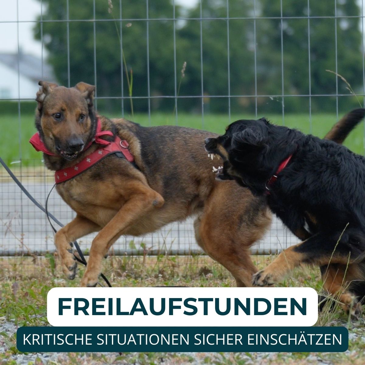 Welpentraining, Junghunde und erwachsene Hunde, Beschäftigungskurse. Mobile und stationäre Hundeschulen Unterrichte.