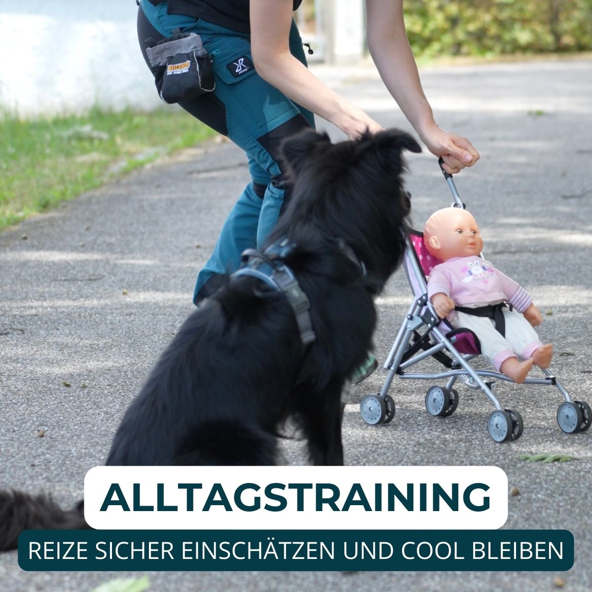 Welpentraining, Junghunde und erwachsene Hunde, Beschäftigungskurse. Mobile und stationäre Hundeschulen Unterrichte.