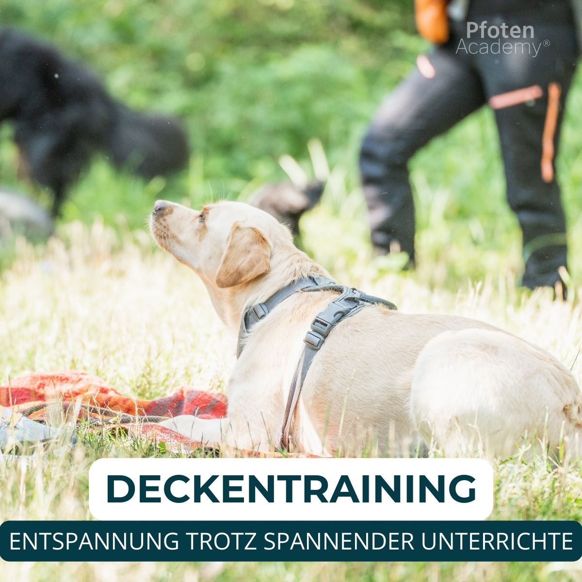 Welpentraining, Junghunde und erwachsene Hunde, Beschäftigungskurse. Mobile und stationäre Hundeschulen Unterrichte.