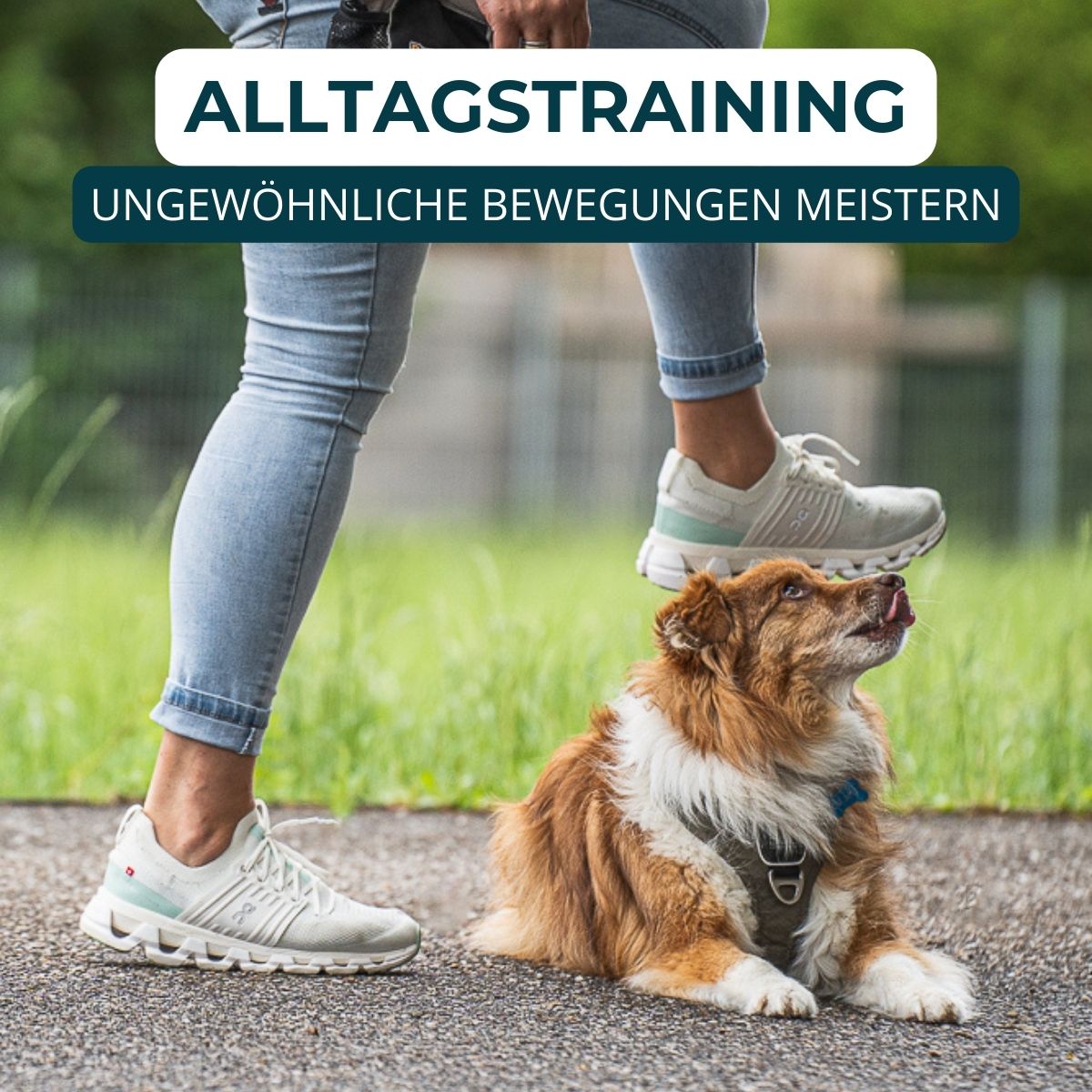 Welpentraining, Junghunde und erwachsene Hunde, Beschäftigungskurse. Mobile und stationäre Hundeschulen Unterrichte.